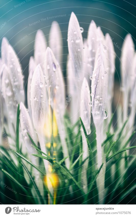 crocus Environment Nature Plant Spring Summer Flower Leaf Blossom Garden Exceptional Green Violet White Calm Drops of water Flare Colour photo Exterior shot