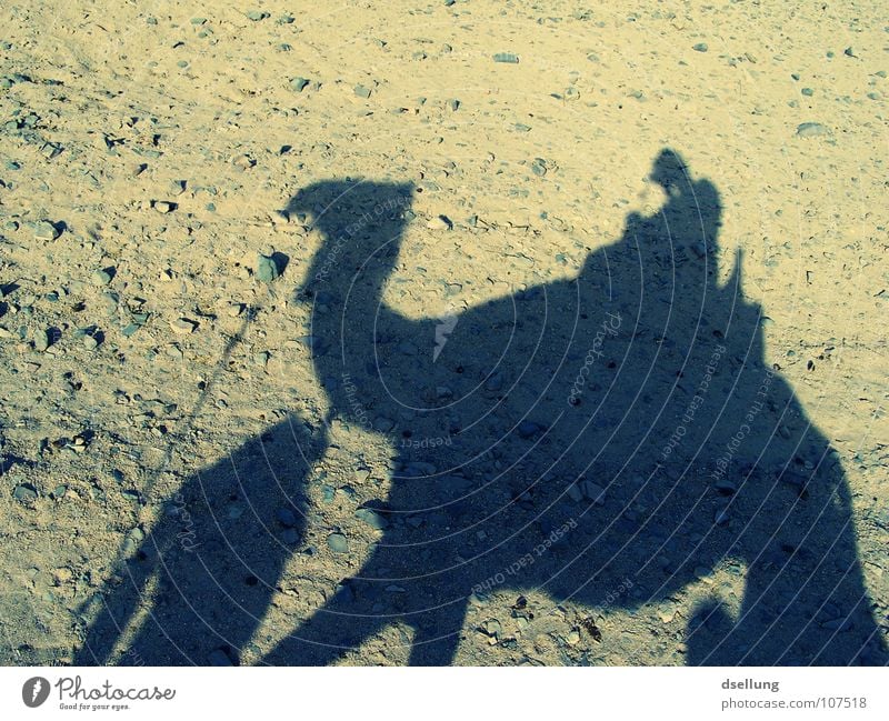 Shadow of a camel and people in the evening Camel Egypt Light Hot Physics Swing Dry Dark Bedouin Perspiration Perspire Headscarf Pelt Footprint Badlands