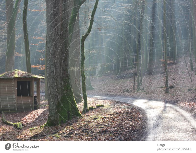the cabin in the forest... Environment Nature Landscape Plant Winter Beautiful weather Tree Forest Teutoburg Forest Hut Lanes & trails Illuminate Stand