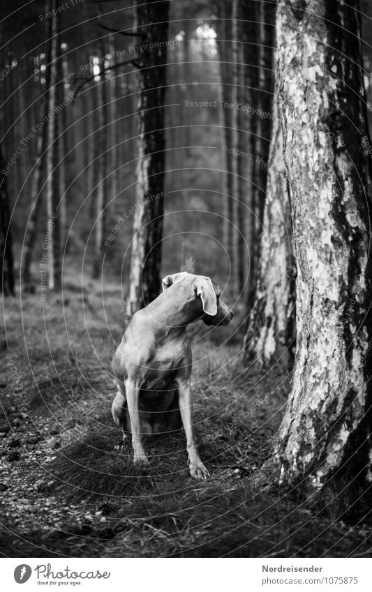 senses Hunting Nature Tree Forest Animal Pet Dog 1 Sit Dark Love of animals Attentive Watchfulness Loneliness Expectation Mysterious Curiosity Hound pointer dog