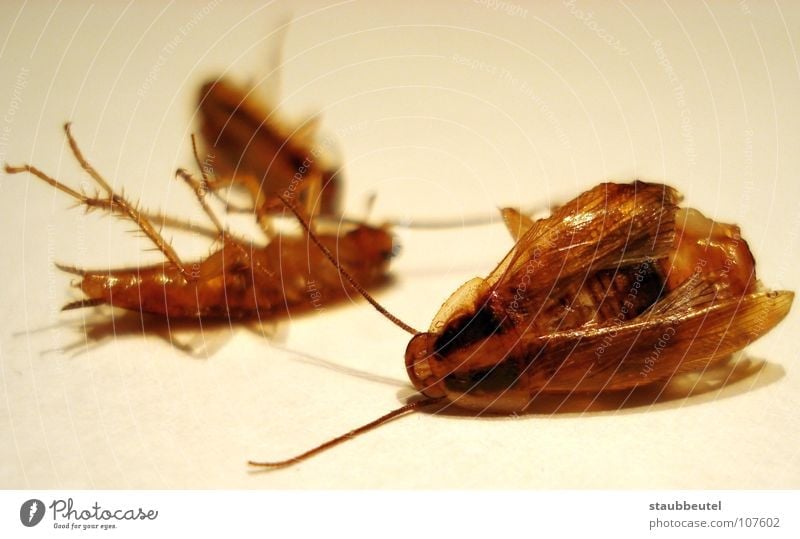 la cucaracha Animal Beetle - a Royalty Free Stock Photo from Photocase