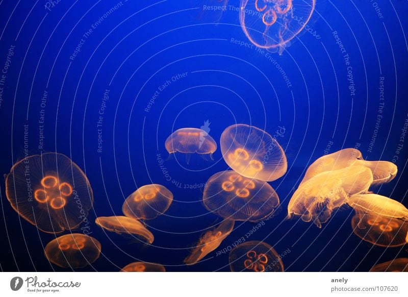 herd formation Jellyfish Multicoloured Transparent Smoothness Hover Dive Ocean Aquarium Colour Fish Blue Underwater photo