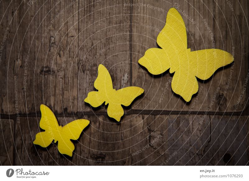 trajectory Mother's Day Birthday Spring Butterfly 3 Animal Wood Flying Friendliness Happiness Beautiful Brown Yellow Joy Happy Joie de vivre (Vitality)