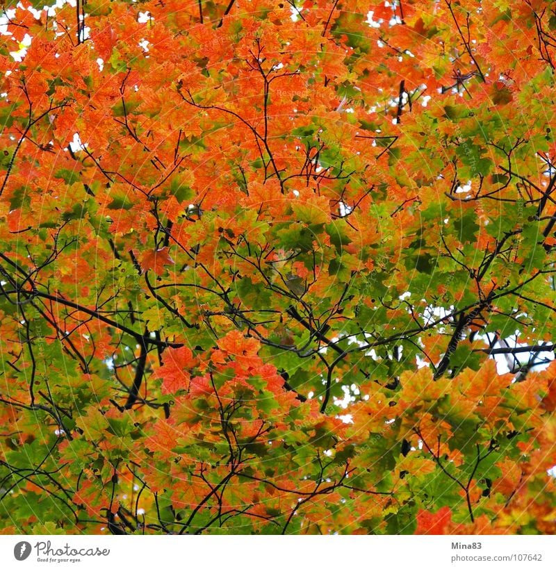 Change Maple tree Autumn Forest Nature To go for a walk block block