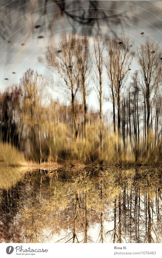 inverted world II Environment Landscape Plant Spring Tree Grass Bushes Lake Natural Inverted Surrealism Painted Colour photo Exterior shot Light Shadow
