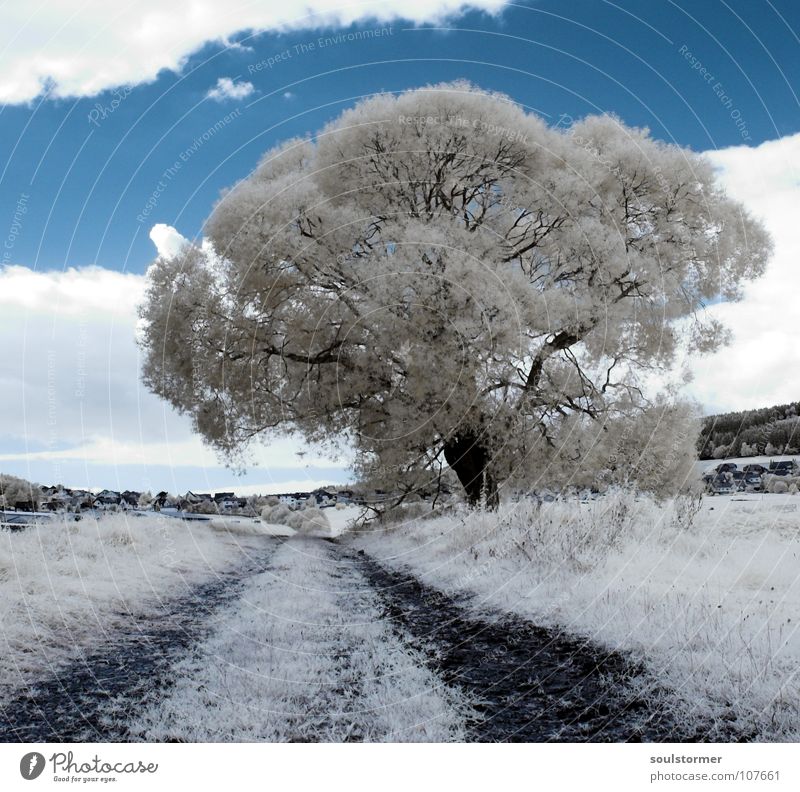 A new tree Passenger train Infrared Infrared color Tree Wood flour Clouds Grass Mountain range Hill Leaf White Gray Black Sky Surrealism False coloured