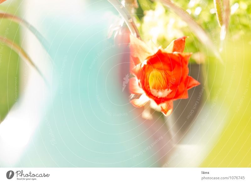 flourishing development Flower Cactus flower Blossom Blossoming Red Green Shallow depth of field Blur