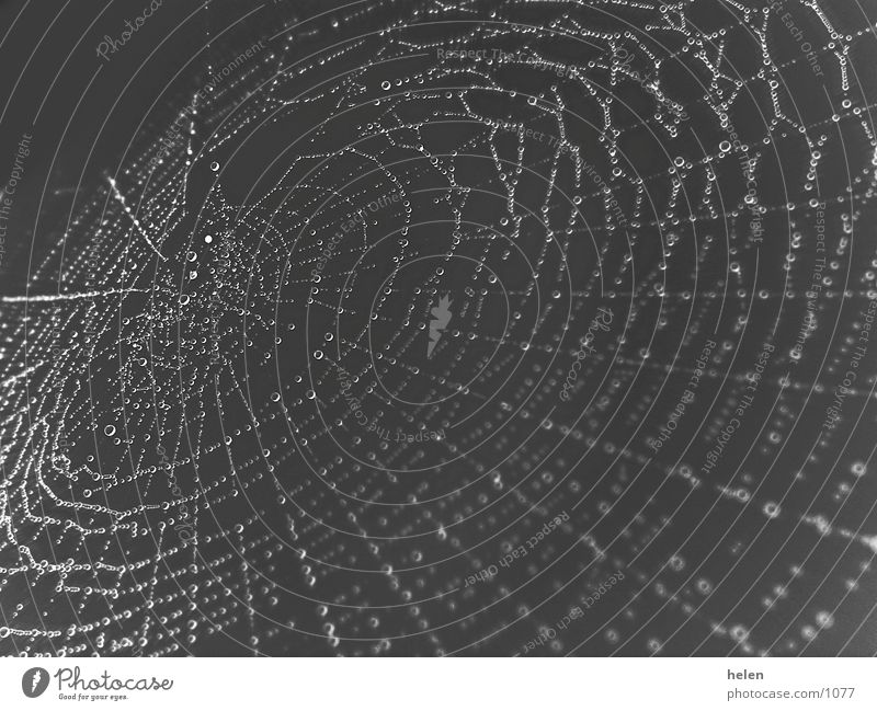 spider's web at night Spider Spider's web Drops of water Rope