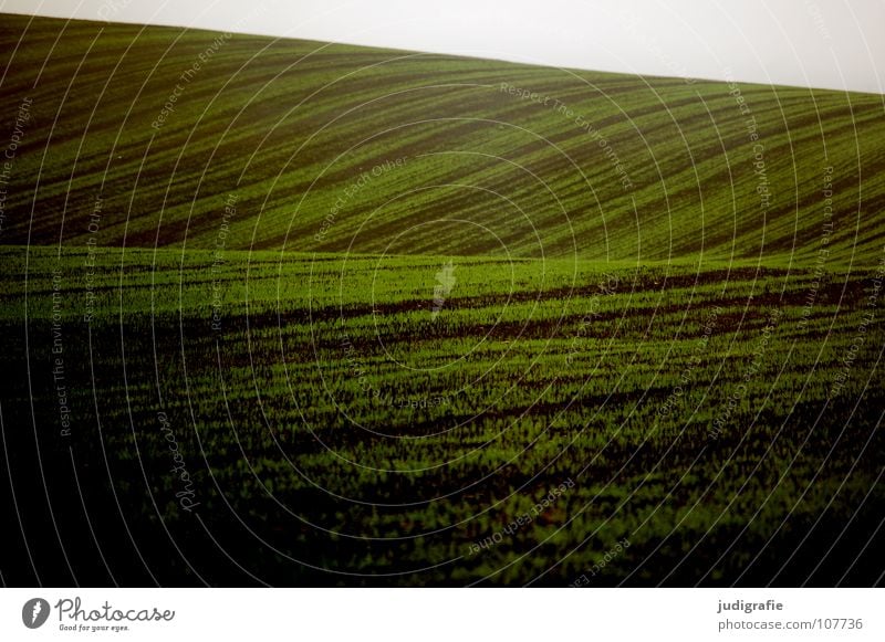 acre Field Green Sowing Hill Waves Agriculture Brown Fog Colour Harvest Line Earth Floor covering