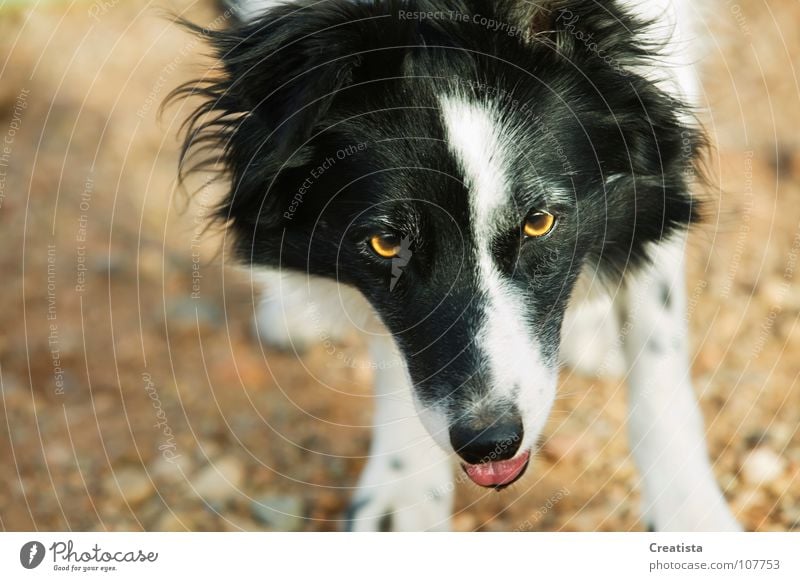 border collie Collie Mammal dog pet canine black white friend obedient curious friendly shepherd animal eyes