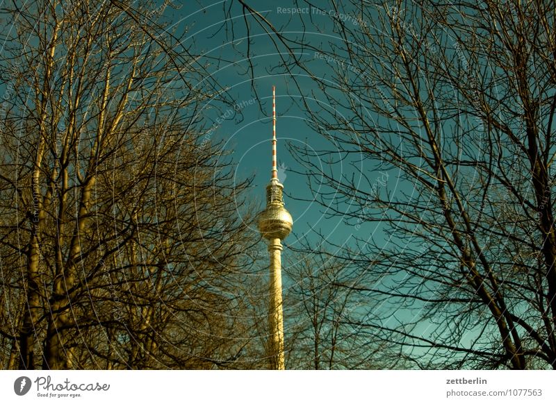 365 Berlin Capital city Berlin TV Tower Television tower Radio technology Alexanderplatz Downtown Town Spring Tree Tree trunk Branch Twig Sky Copy Space Germany