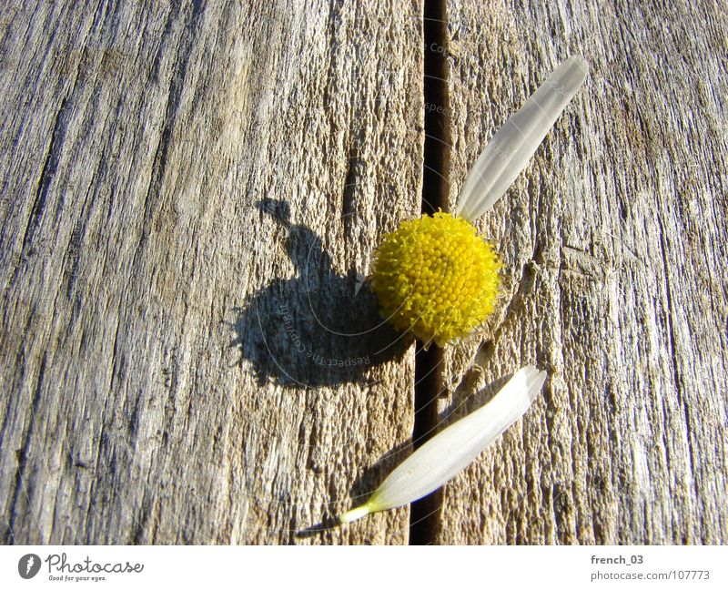 we'll soon know Nature Plant Flower Blossom Wood Beautiful Brown Yellow White Emotions Hope Desire Chamomile Blossom leave Colour photo Close-up
