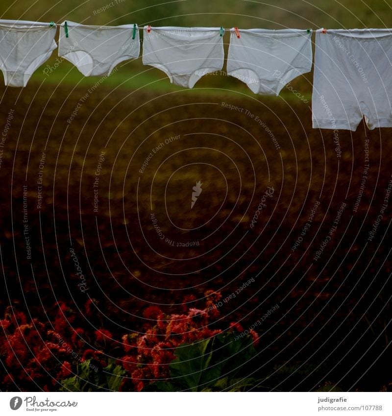 washing day Laundry Clothesline Dry Washing day Underwear Underpants Passion killers Clean Fine rib White Pure Field Country life Flower Colour Clothing Obscure