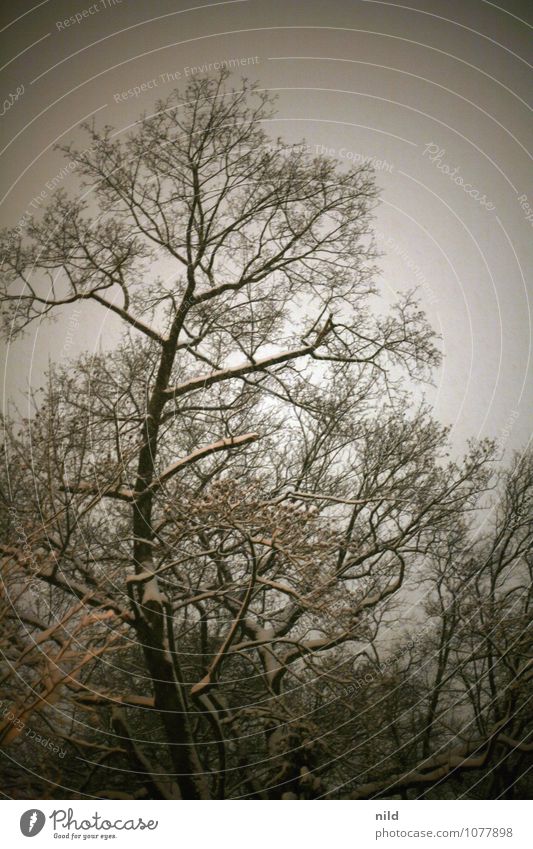 out and about at night Nature Plant Sky Winter Weather Snow Snowfall Tree Park Forest Deserted Dark Cold Gloomy Gray Orange Black Bleak Colour photo