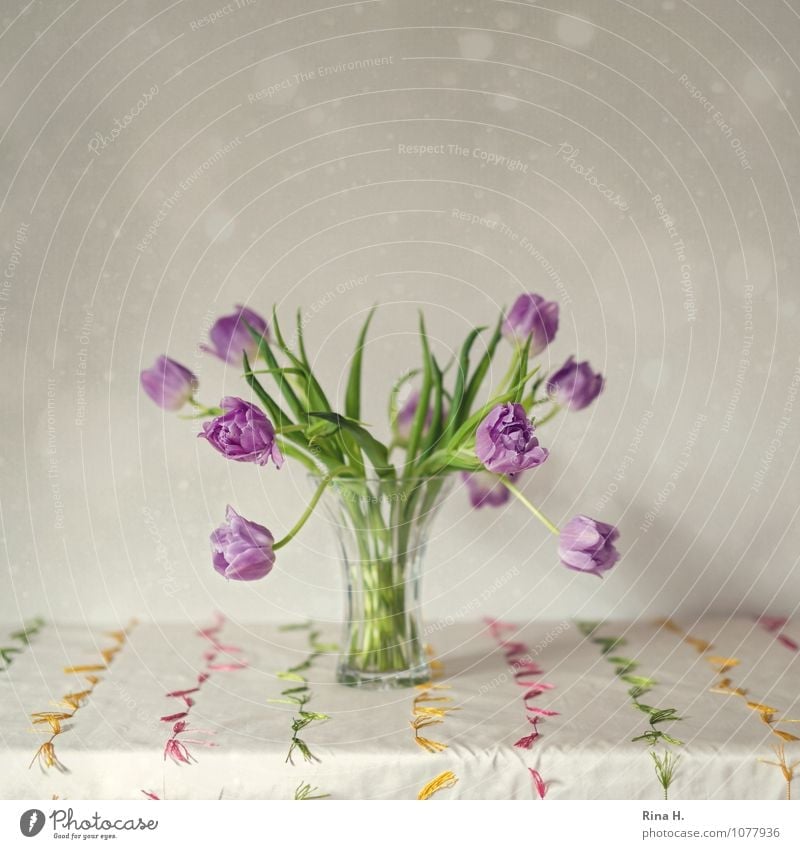 TulipsStill Blossoming Faded Elegant Transience silent Vase Graceful Tablecloth Still Life Colour photo Interior shot Deserted Copy Space top