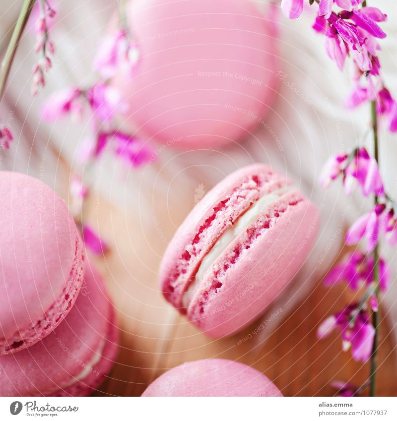 macarons Food Dessert Candy To have a coffee Round Pink Colour photo Interior shot Close-up Detail Blur Bird's-eye view