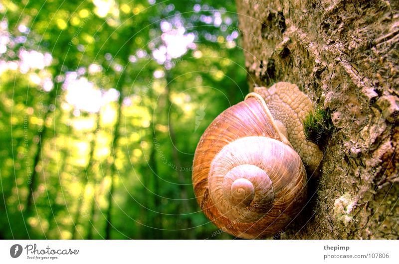 high up Slug Snail shell Brown Green Spiral Tree Tree bark Forest Tree trunk Macro (Extreme close-up) Close-up Sun