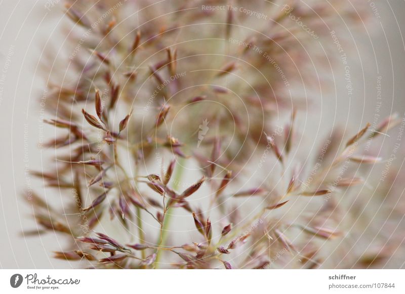 I'm shaking you a... Grass Ornamental grass Decoration Background picture Smooth Delicate Fragile Living room quaking grass flower decoration