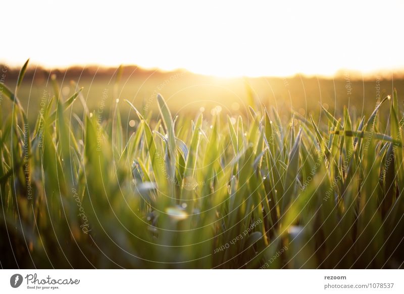 Sunrise Field Agriculture Forestry Environment Nature Plant Sunset Sunlight Grass Agricultural crop Natural Warmth Yellow Green Spring fever Hope Colour photo