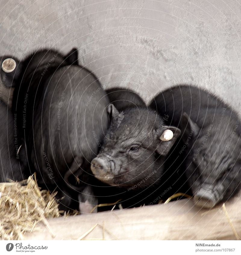 pigs' EIRY Swine Pot-bellied pig Piglet Grunt Squeal Wood Black Bristles Cute Small Wrinkles Tails Trunk Straw Barn Odor Joist Nostril Farm Cuddling Cuddly 3
