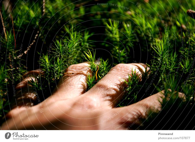 reached into the green Green Grass Tree Hand Palm of the hand Air Yellow Lung Fresh Coniferous forest Spruce forest Beech wood Soft Touch Comprehend
