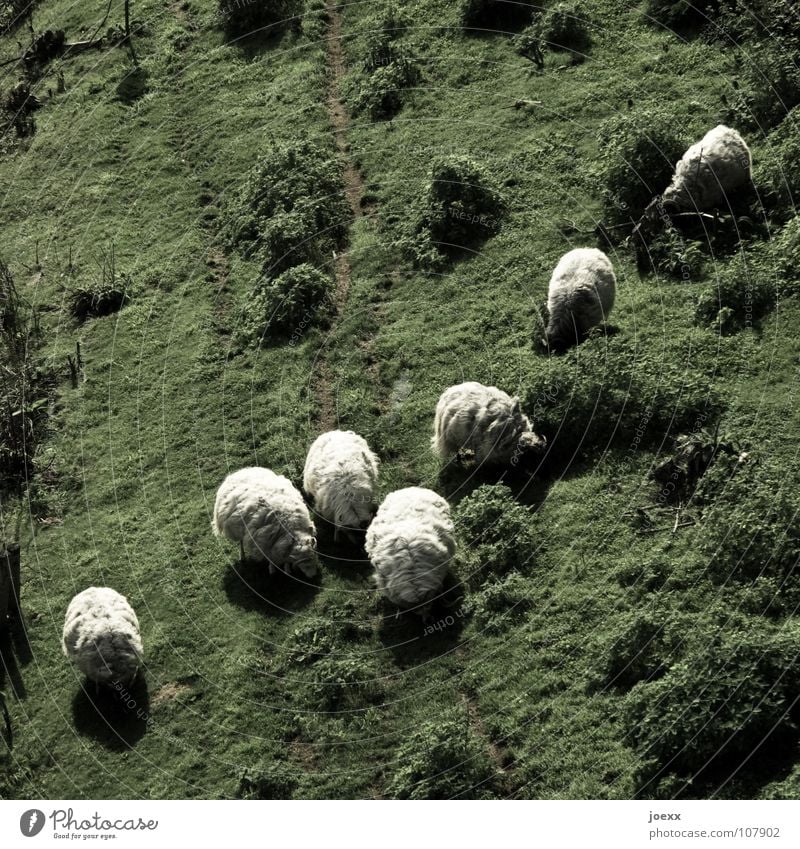 sheepskin Diagonal Pelt To feed Green Sweater Sheep Lamb Lamb's wool Knit Meadow Wool Mammal Pasture