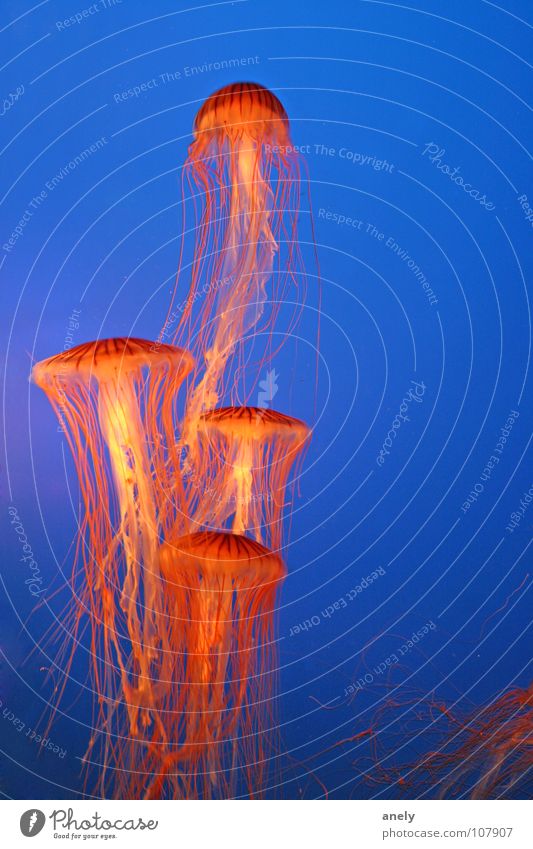 climbing plants Jellyfish Tentacle Ocean Hover Flashy Aquarium Colour Fish Poison Underwater photo Orange Blue Lamp Mushroom Impressive Swimming & Bathing