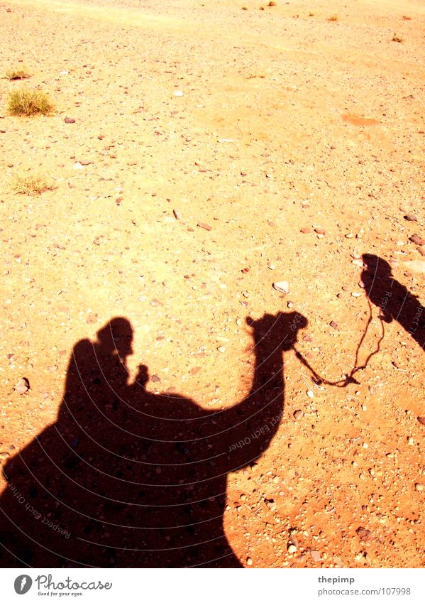 caravan Camel Camel driver Stone desert Gravel Summer Hot Desert Sun Shadow