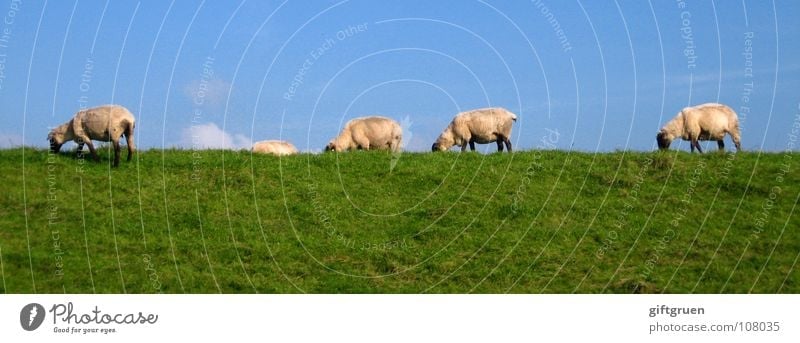 sheepwalk Sheep Wool Meadow Grass Green White Clouds Altocumulus floccus To feed Dike Catwalk Animal Mammal Blue Sky Blue sky