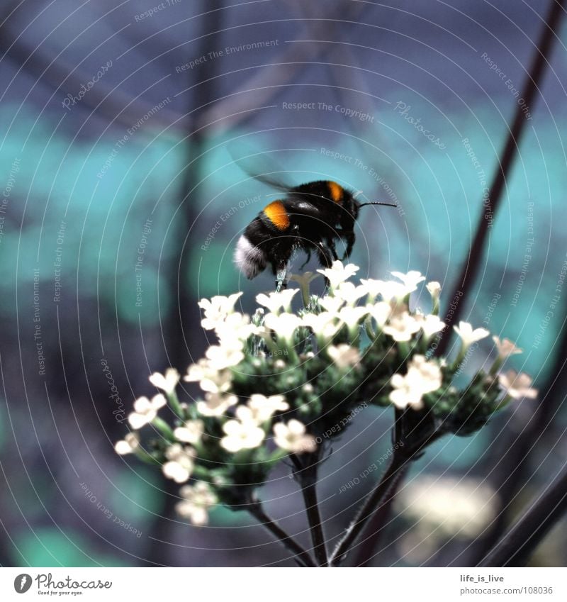 summ_bee_summ² Summer Bee Flower Judder Lilac Green Break Pierce Honey Stamen Insect Diligent Macro (Extreme close-up) Close-up Life or hornet? summ-summ Flying