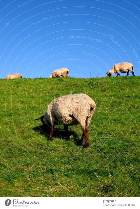 woolly lawn mowers Sheep Lawnmower Dike Grass Meadow To feed Green White Animal Wool Rural conservation Mammal Beach Coast Mow the lawn Blue Sky