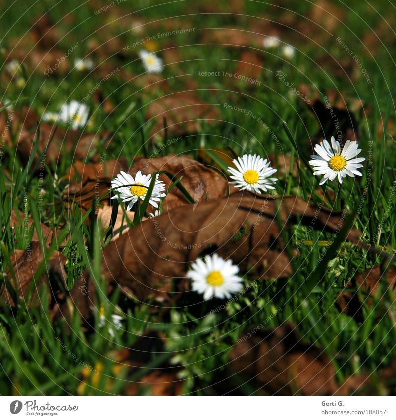 crazydaisy Daisy Autumn Green Brown Leaf Dry Brittle Meadow Grass Multiple Autumn leaves White Yellow Blossom Flower Autumnal colours Comfortable Old Like