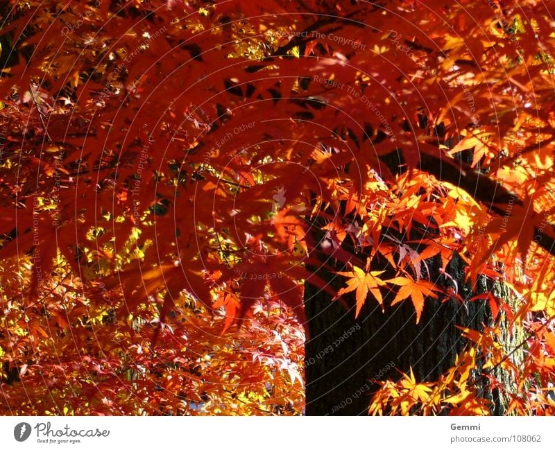 Momiji Exotic Beautiful Autumn Warmth Tree Leaf To fall Illuminate Red Unwavering Maple tree Physics Homey Japan momiji Multicoloured Exterior shot