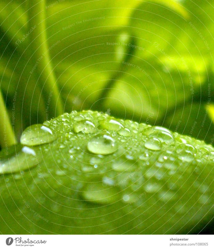 Autumn is green! Leaf Plant Green Wet Damp Blur Near Far-off places Pastel tone Might Vaulting Water Spray bottle Sprinkle Refraction Dark