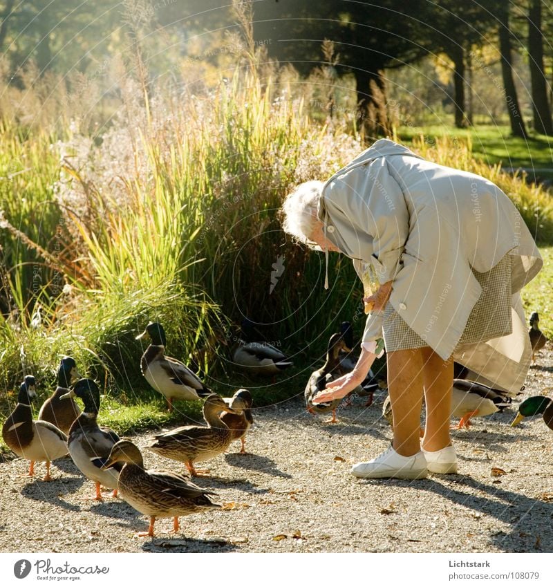 wulli wulli Woman Senior citizen Feeding Autumn Retirement Contentment Pond woollen Duck Female senior Happy penson Peaceful Care of the elderly