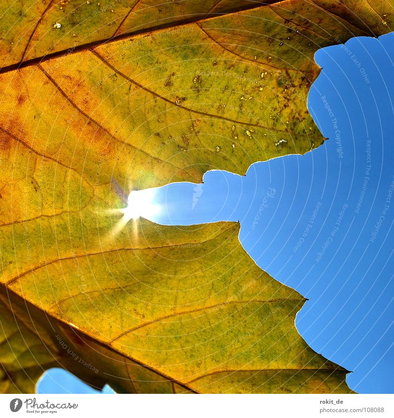 Akai to the 50th. Leaf Autumn Brown Yellow Congratulations Joy Blue Sun Like akai has birthday leaf hero Lighting