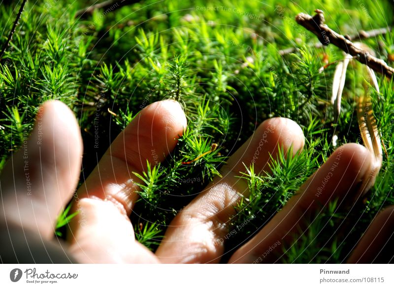 forest game Green Grass Tree Hand Palm of the hand Air Yellow Lung Fresh Coniferous forest Spruce forest Beech wood Soft Touch Comprehend Climate change