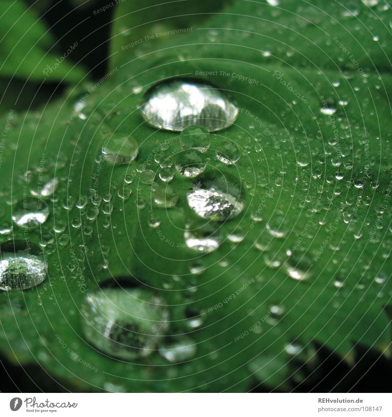 Dropsche on leaflet Green Wet Damp Vessel Hydrophobic Drops of water Soft Plant Garden Park Glittering Rain Smoothness xxee