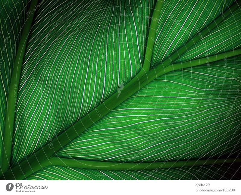 Well-groomedgreen Green Plant Leaf Palm tree Style Physics Beautiful Macro (Extreme close-up) Close-up Warmth sclack Shadow Nature pleasured