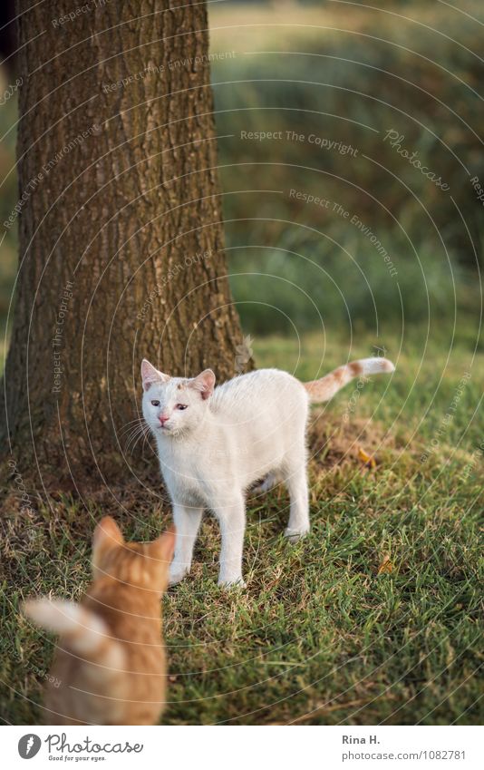 convergence Plant Meadow Pet Cat 2 Animal Authentic Cute Approach Skeptical Mistrust Fear Colour photo Exterior shot Deserted Shallow depth of field