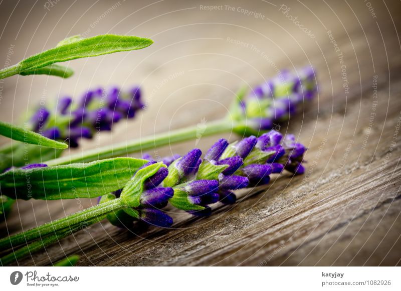 lavender Lavender Flower Bouquet Herbs and spices Blossom Violet Macro (Extreme close-up) Medication Nature Perfume Plant Fragrance Beautiful Summer Close-up