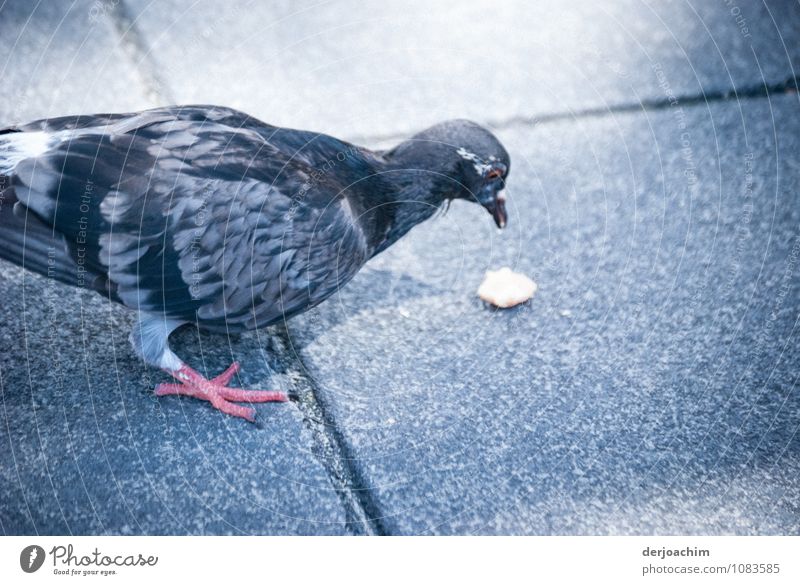 Small meal for a pigeon . She has found something to eat. Happy Harmonious Trip Summer Beautiful weather Downtown Queensland Australia Pigeon 1 Animal Observe