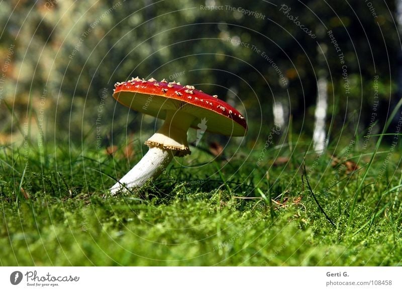twisted Flexible Amanita mushroom Forest Woodground Autumn Poison Flake Intoxicant Symbols and metaphors Stand Growth Green Sunlight Curved Bend Warped Grass