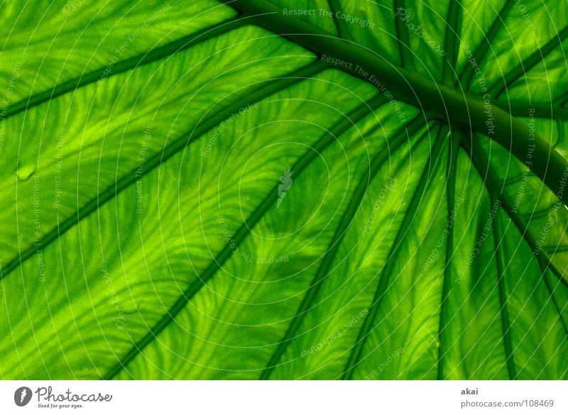 Sheet 21 Plant Virgin forest South America Wilderness Green Botany Part of the plant Creeper Verdant Environment Bushes Warped Greenhouse Beautiful akai jörg