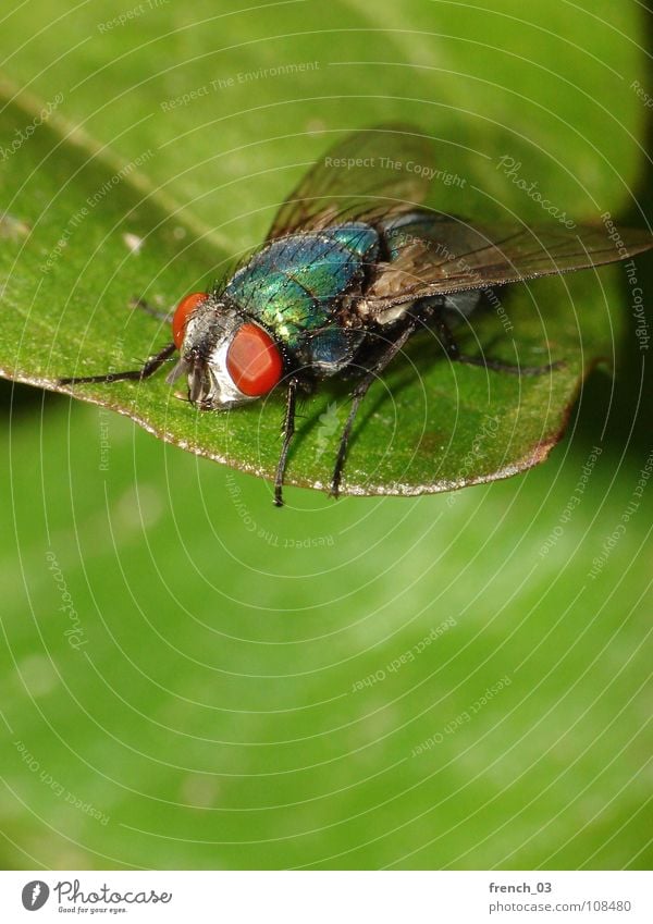 macro-fly 3 Strong Large Leaf Fascinating Green Small Red Insect Easy Hover Compound eye Legs Blowfly Greenbottle fly Dazzling Row Silhouette Summer Dipterous