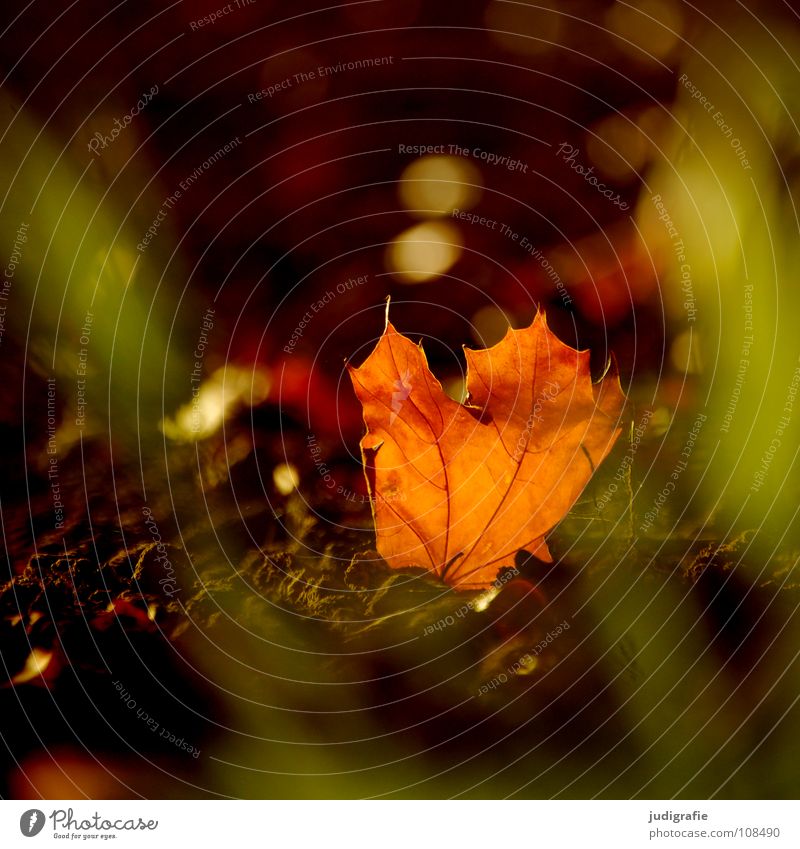 Sunday Leaf Autumn Field Grass Light Beautiful Physics Environment Cardiovascular system Colour Orange Warmth Lamp Nature