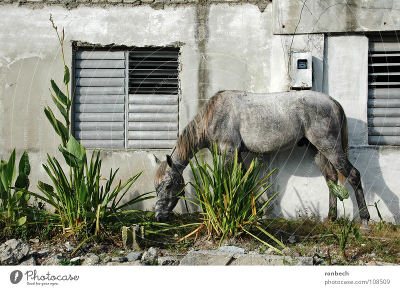 Horse in the corridor Cuba Wall (building) Wall (barrier) Animal To feed Broken Window Calm Gray Mammal South America Old Arm Beautiful weather Garden Simple