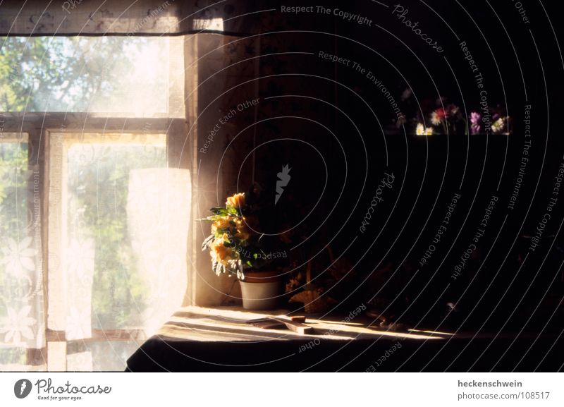 Mirror, mirror Pot Beautiful Contentment Summer Sun Table Warmth Flower Blossom Window Graffiti Old Sadness Wait Dark Small Yellow Violet Red White Patient