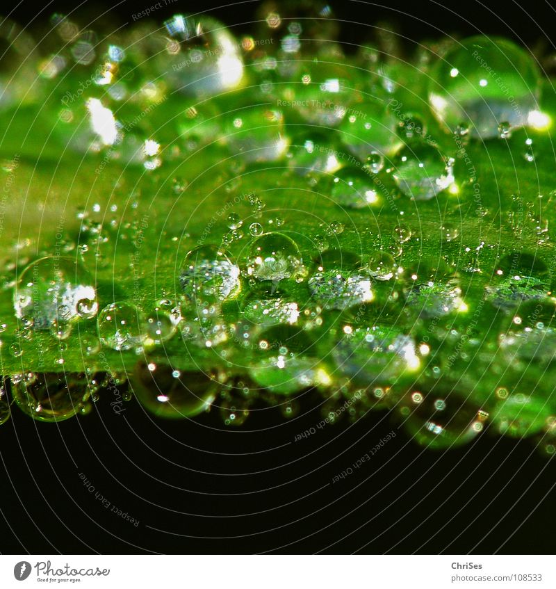 Dewdrop_01 Drops of water Damp Wet Morning Autumn Summer Green Black Grass Blade of grass Plant Northern Forest Macro (Extreme close-up) Close-up Water Rope