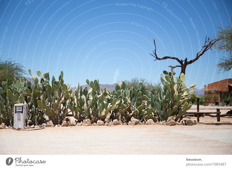 refuel. Vacation & Travel Tourism Adventure Environment Nature Landscape Sky Cloudless sky Sun Summer Beautiful weather Tree Cactus Desert Namibia Africa
